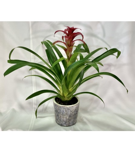 Bromeliad Plant - Red