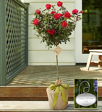 Knockout Rose Topiary
