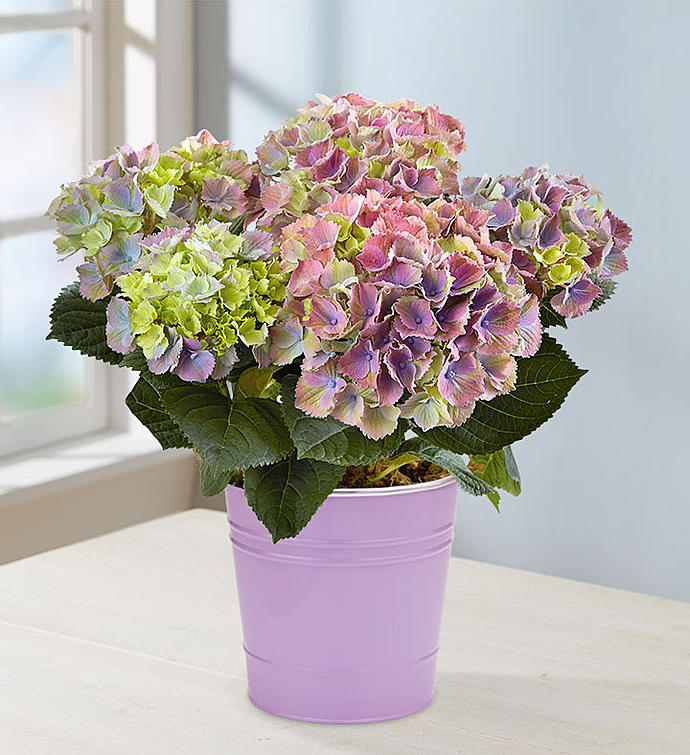 Spring Beauty Hydrangea
 Flower Bouquet