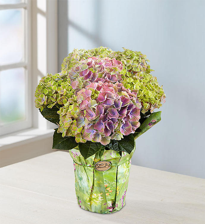 Spring Beauty Hydrangea
 Flower Bouquet