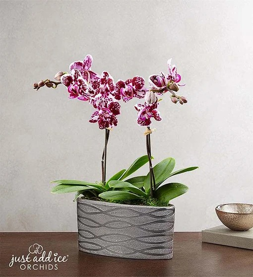 Violet Opulence Orchid
