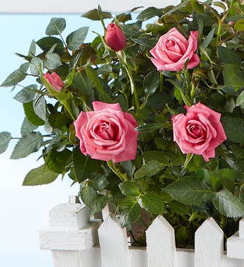 Charming Rose Garden
