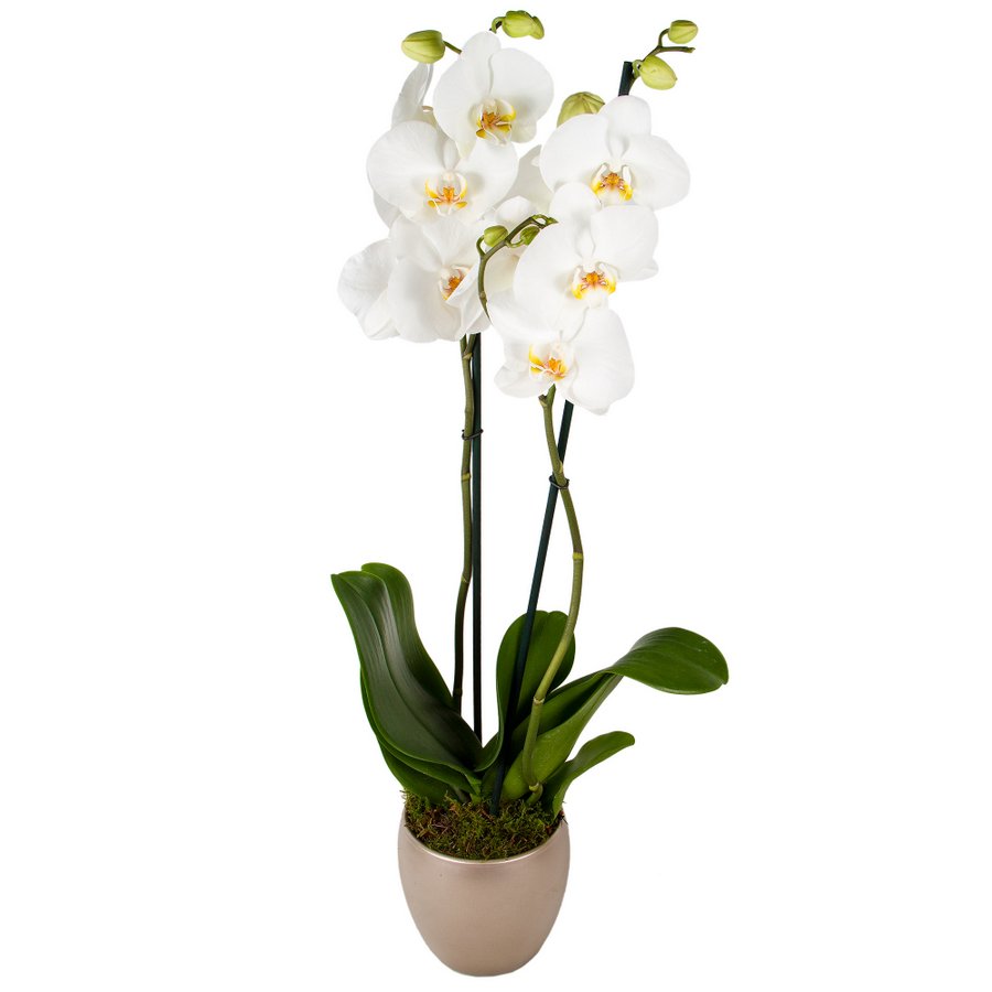 WHITE PHALAENOPSIS DOUBLE ORCHID Flower Bouquet