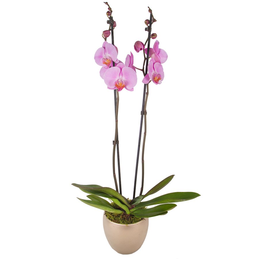PINK PHALAENOPSIS DOUBLE ORCHID