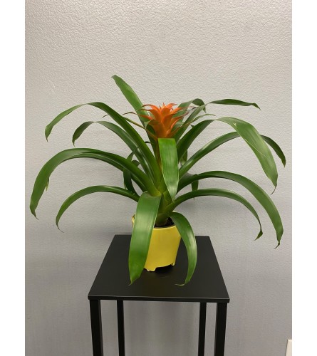 4" Bromeliad Plant - Orange