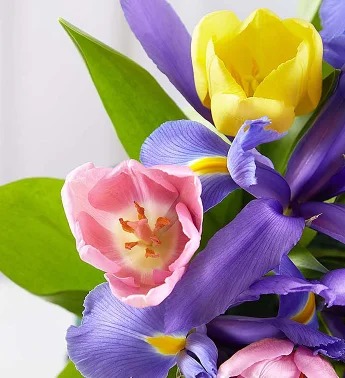 Deluxe Fanciful Spring Tulip & Iris Bouquet
