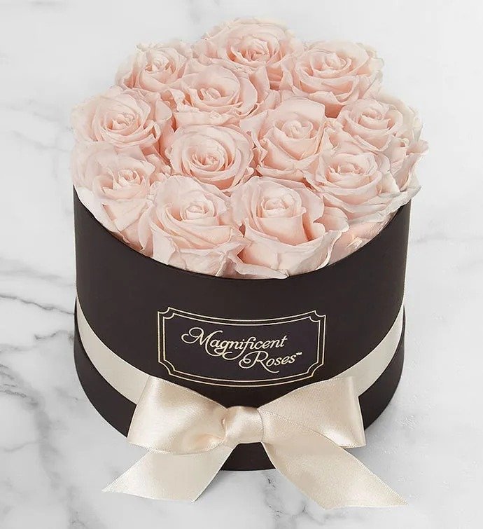 Magnificent Roses Preserved  Blush Roses