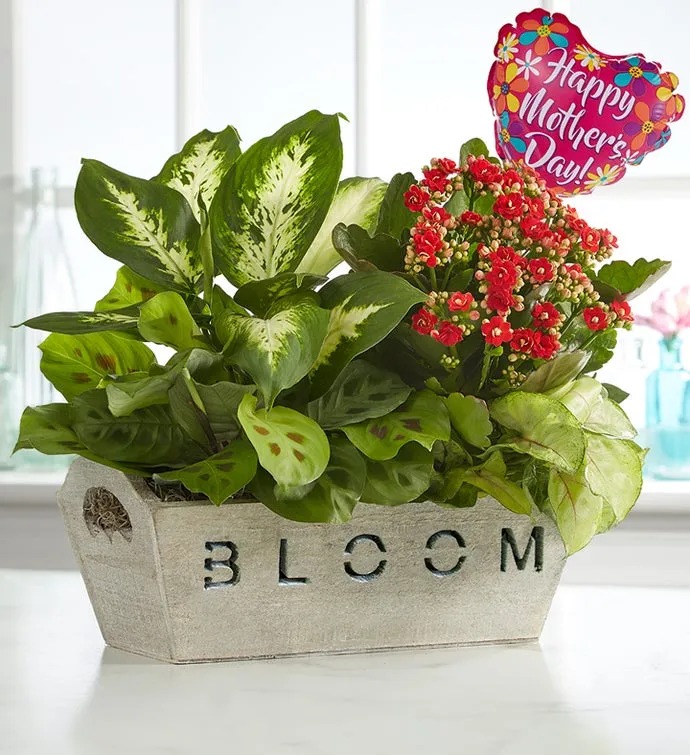 Bloom Dish Garden For Mom
