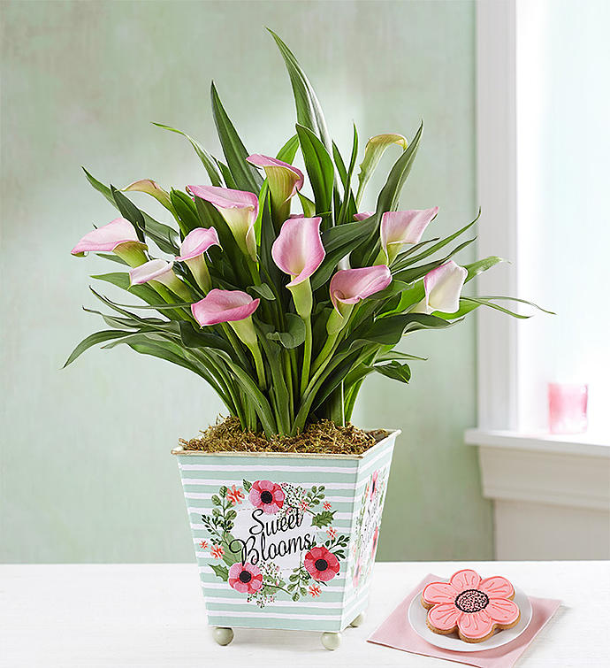 Sweet Blooms Calla Lily
 Flower Bouquet