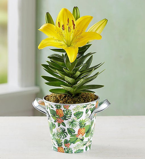 Tropical Blooming Lily