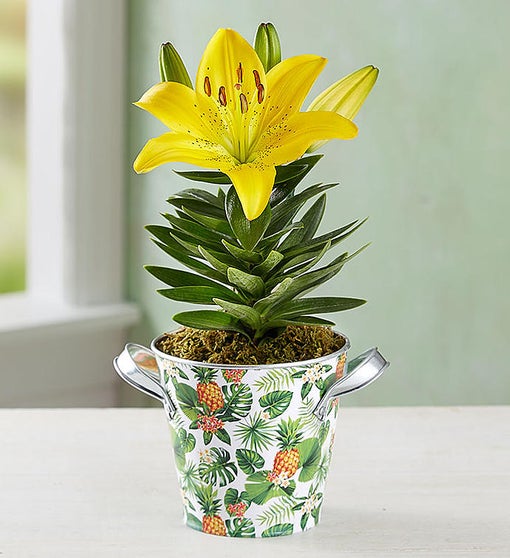 Tropical Blooming Lily Flower Bouquet