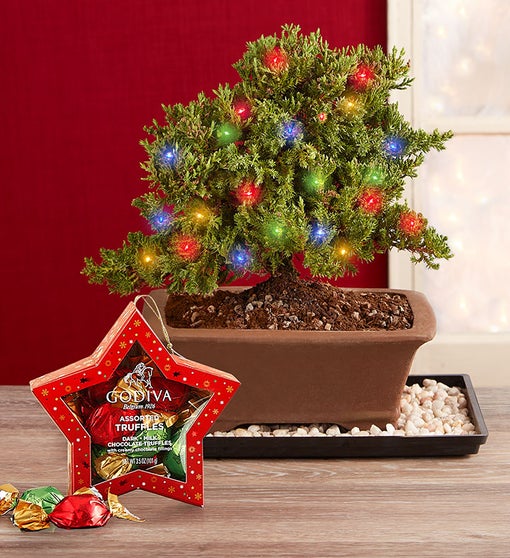 Merry Christmas Bonsai + Free Candle Flower Bouquet