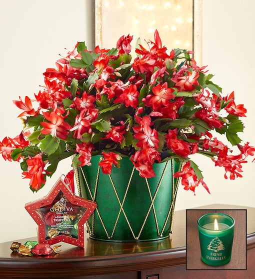 Christmas Cactus Plant + Free Candle Flower Bouquet