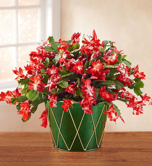 Christmas Cactus Plant + Free Candle Flower Bouquet