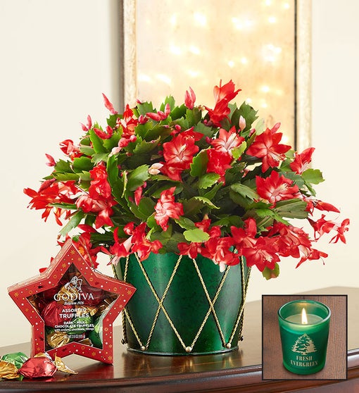 Christmas Cactus Plant + Free Candle