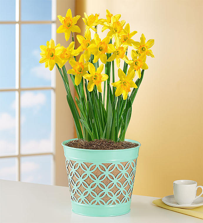 Delightful Daffodil Bulb Garden
