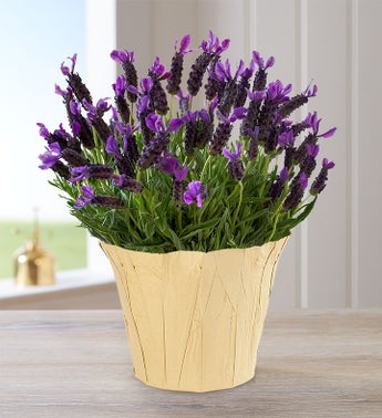 Lovely Lavender Plant
