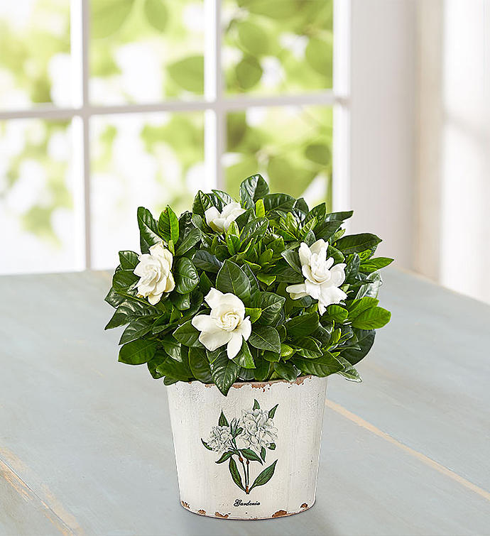  
Graceful Gardenia Plant