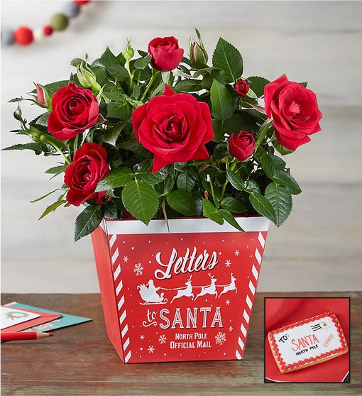 Letters to Santa Red Rose Plant Flower Bouquet