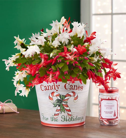 Candy Cane Christmas Cactus Flower Bouquet
