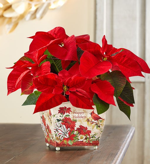 Holiday Traditions Poinsettia Flower Bouquet