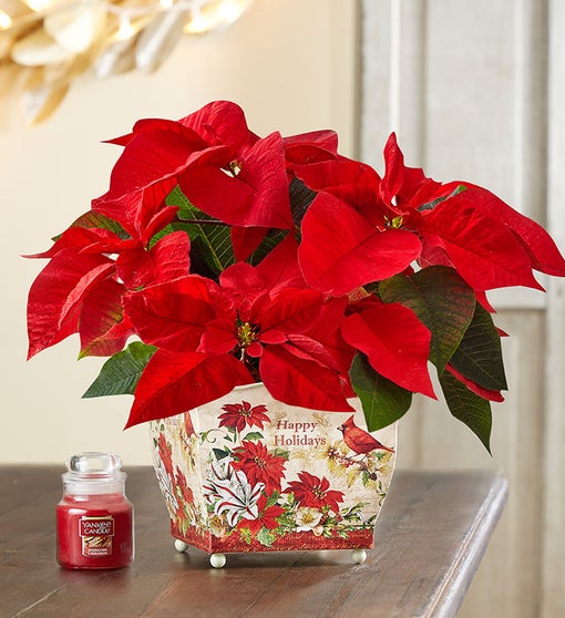 Holiday Traditions Poinsettia