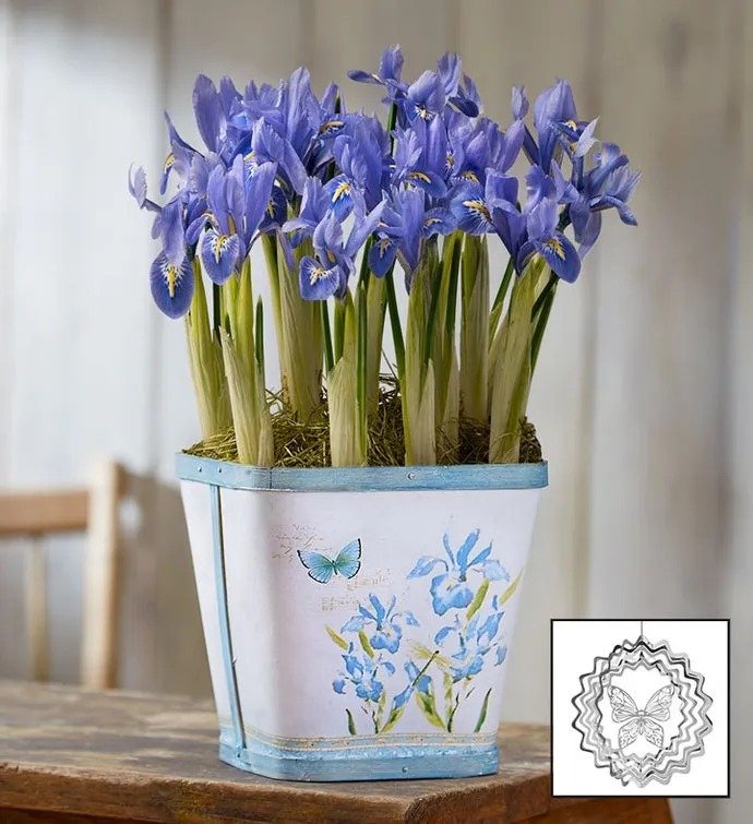 Spring Meadow Iris Bulbs + Free Suncatcher
 Flower Bouquet