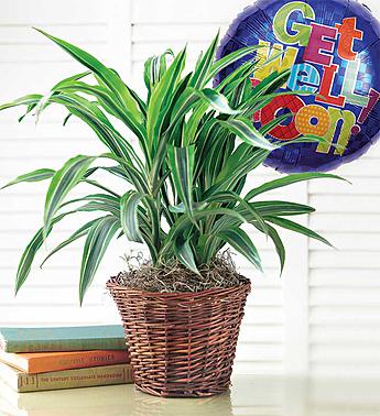 Get Well Green Plant With Balloon