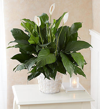 Peace Lily Plant for Sympathy Flower Bouquet