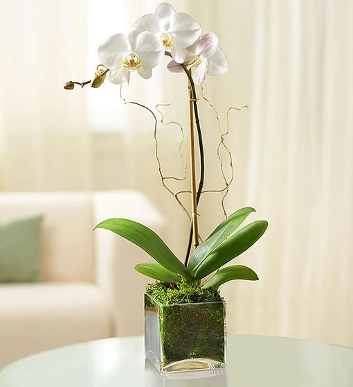 Elegant Orchid Flower Bouquet