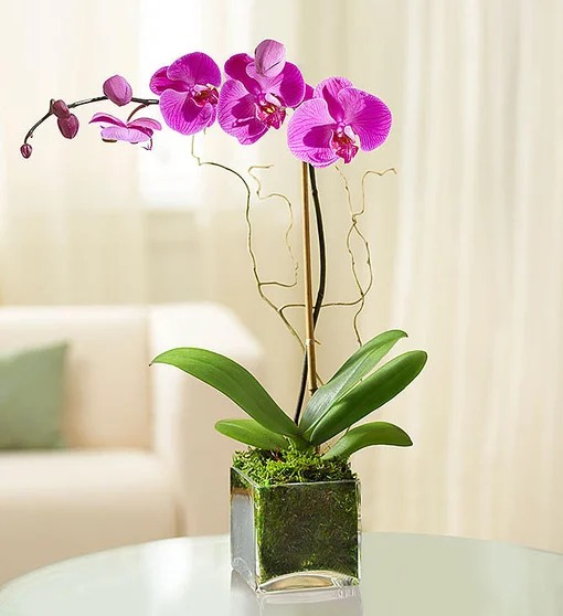 Elegant Orchid Flower Bouquet