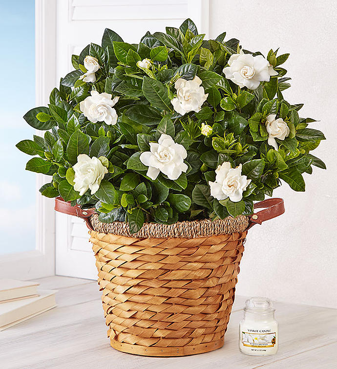 Blooming Gardenia Plant in Basket
 Flower Bouquet