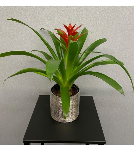 4" Bromeliad Plant Silver etched