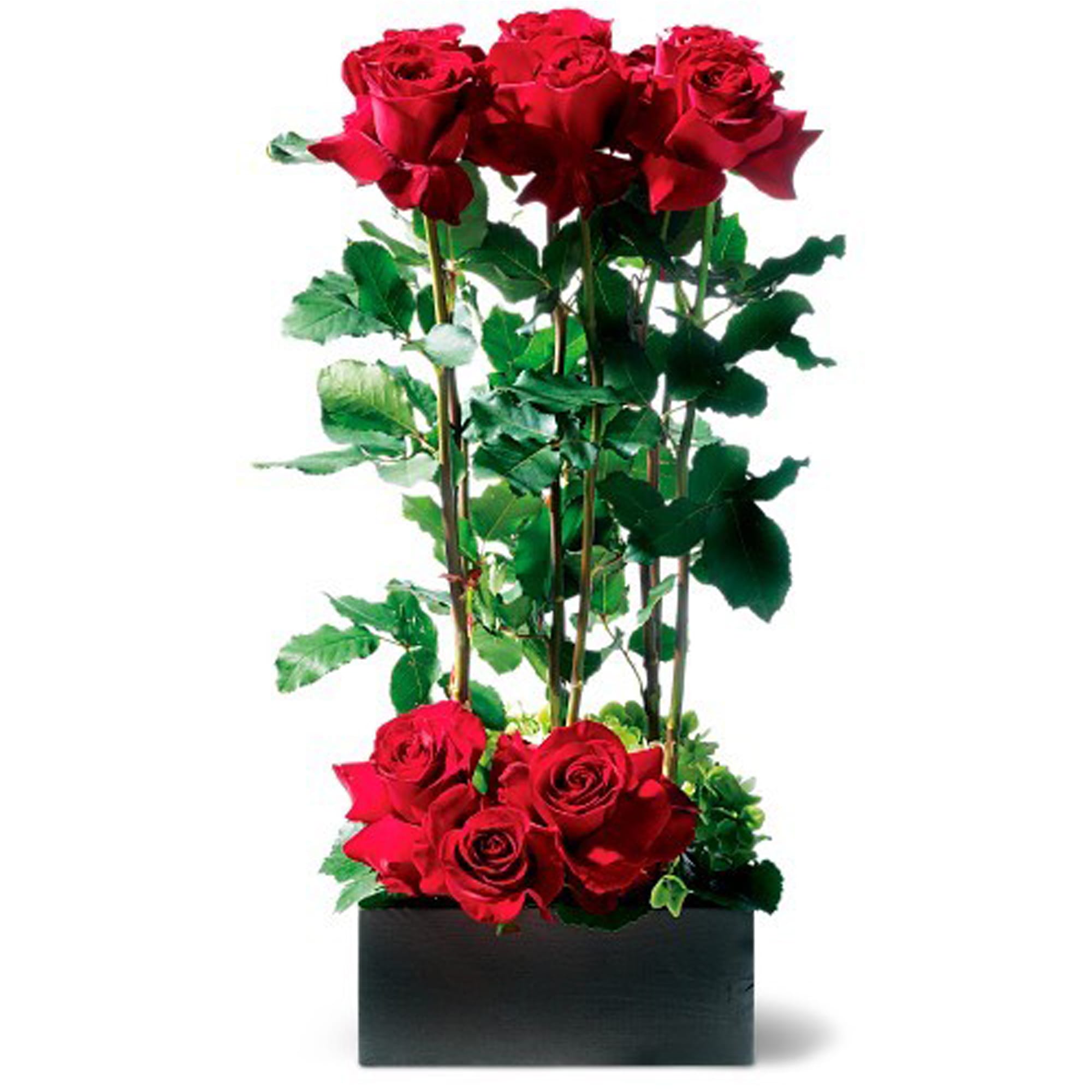 Love's Divine Bouquet - Long Stemmed Roses