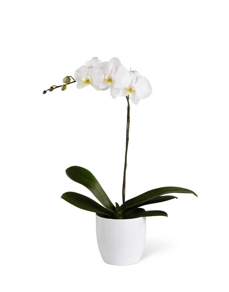 The Orchid Planter Flower Bouquet