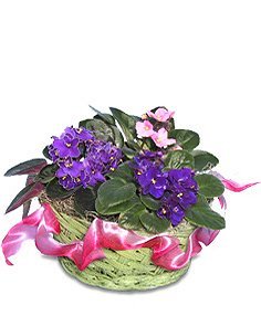 African Violets Flower Bouquet