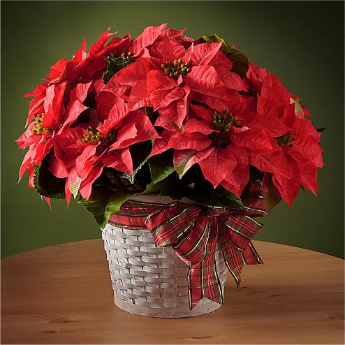 Happiest Holidays Poinsettia Flower Bouquet