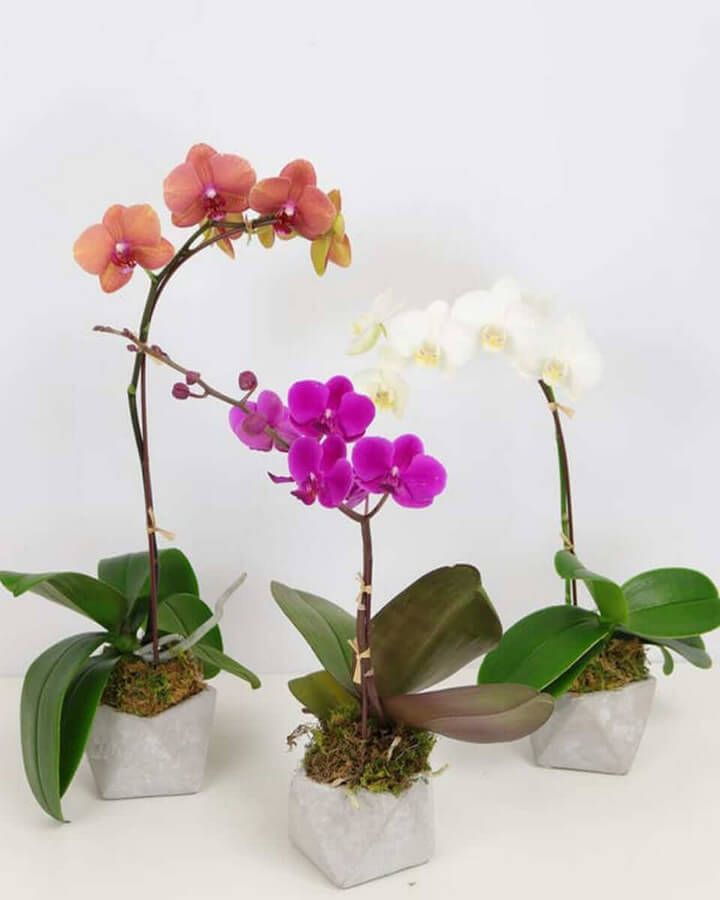 3" Orchid Plant  Flower Bouquet