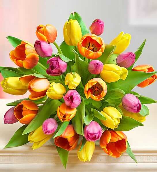 Mother's Day Radiant Tulips