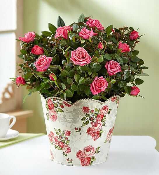 Classic Budding Rose Flower Bouquet