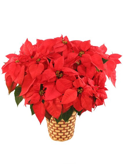 Deluxe Red Poinsettia Flower Bouquet