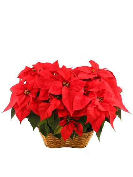 Double Red Poinsettia