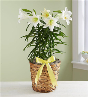 EASTER LILY 1 STEM 5+ blooms
