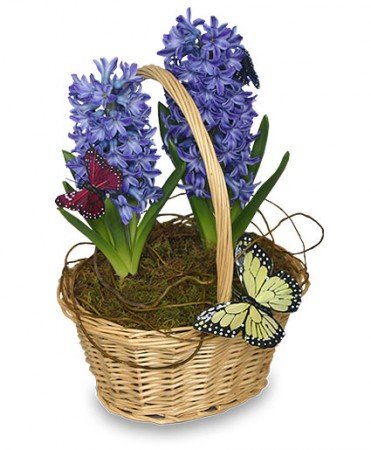 Early Spring Hyacinth Flower Bouquet