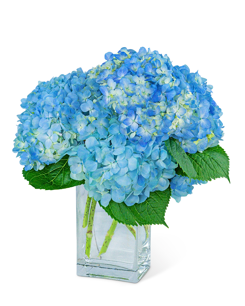 Hydrangeas In Blue Flower Bouquet
