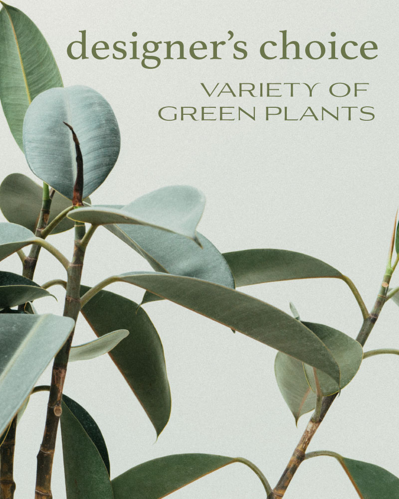 Designer's Choice - Variety of Green Plants