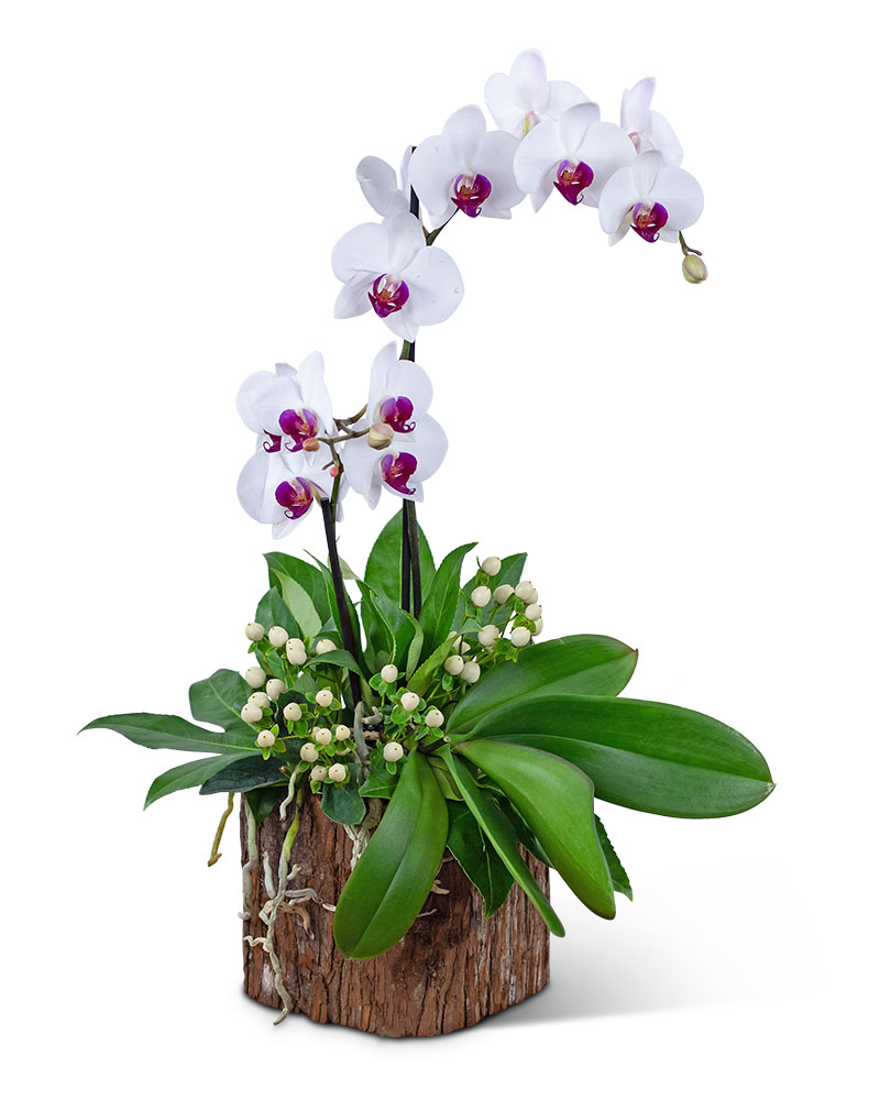 Majestic Phalaenopsis Orchid