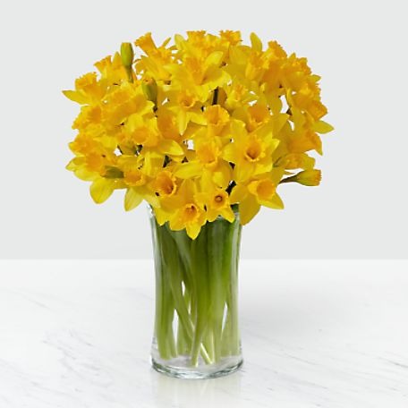 Striking Gold Daffodil Bouquet 