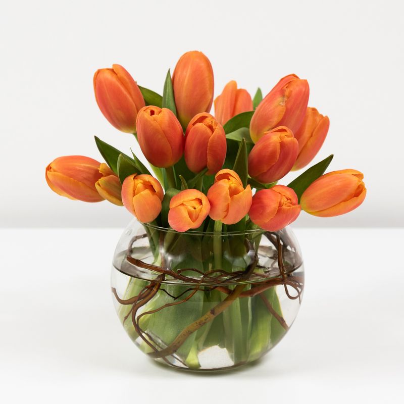 Enticing Tulips
