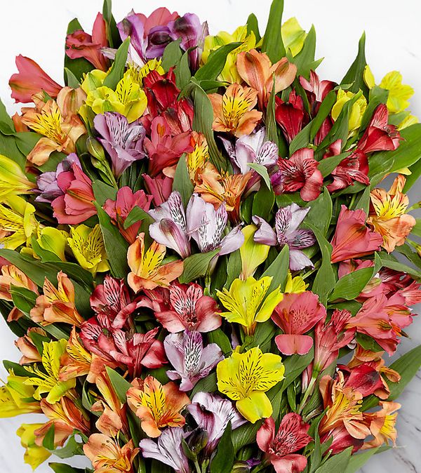 Rainbow Discovery Peruvian Lily Bouquet